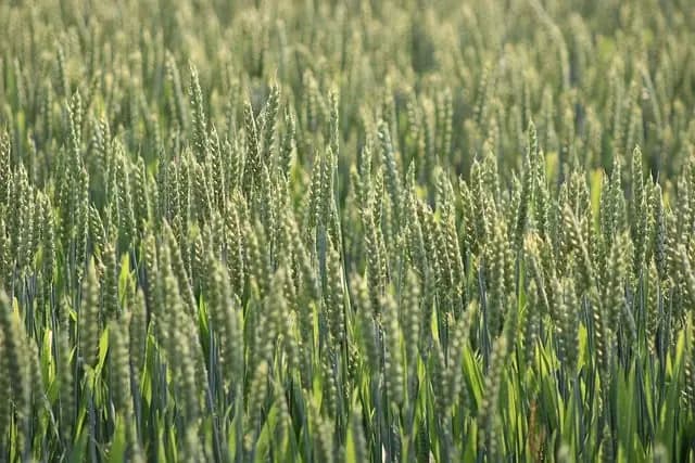 Les Meilleures Techniques pour Maximiser le Rendement avec un Semoir Agricole