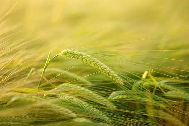 Les Innovations Technologiques pour Optimiser votre Semoir Agricole