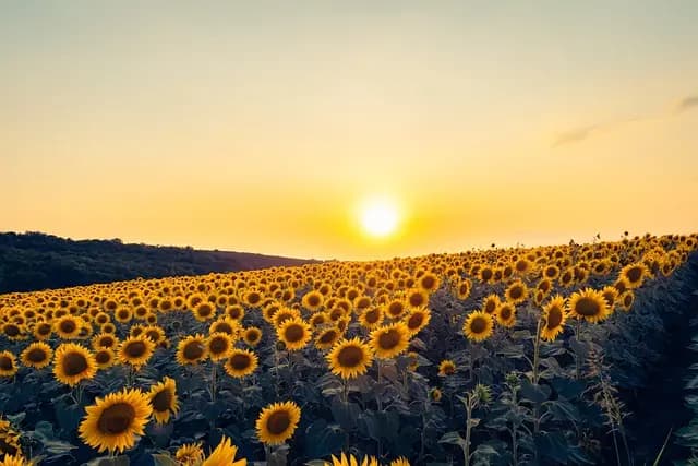 Comment Évaluer le Coût d'un Semoir Agricole Efficace
