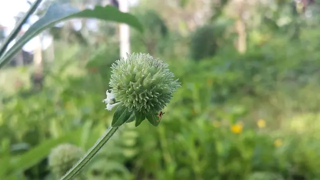 Les Caractéristiques Essentielles d'un Semoir Agricole Performant