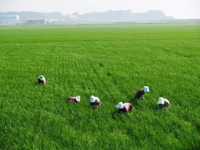 Les Erreurs Fréquentes à Éviter Lors de l'Utilisation d'un Semoir Agricole