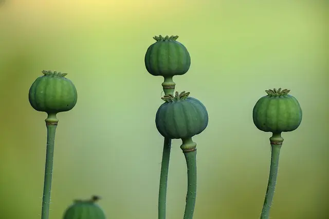 Comment Bien Entretenir Votre Semoir Agricole pour une Longue Durée