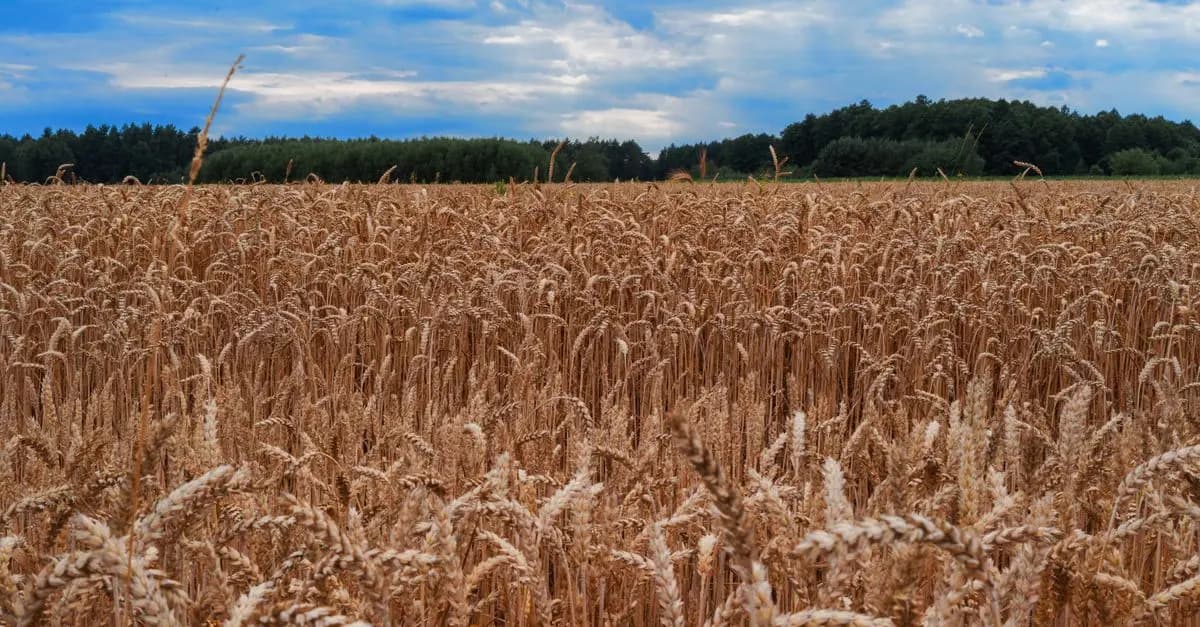 Impact des Semoirs Agricoles sur le Rendement des Cultures