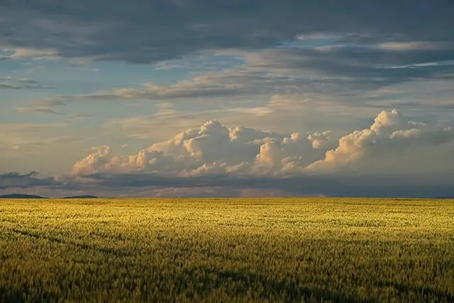 Les Meilleures Pratiques pour Utiliser un Semoir Agricole