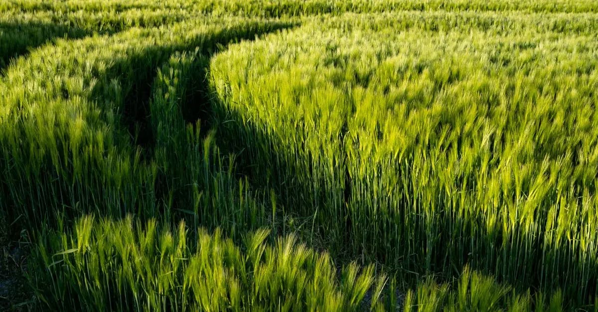 Les Meilleures Techniques de Semis avec un Semoir Agricole