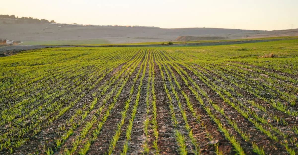 Comment Choisir un Semoir Agricole Efficace pour Votre Exploitation
