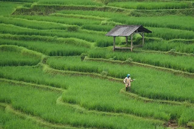Les Différents Types de Semoirs Agricoles : Guide Complet