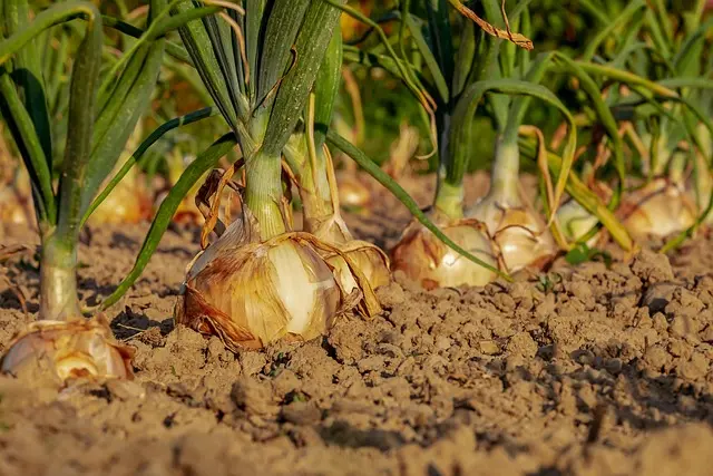 Les Meilleures Stratégies pour Optimiser Votre Semoir Agricole