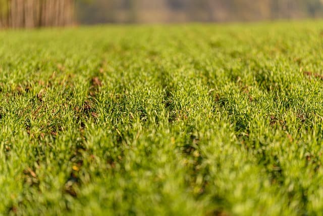 10 Erreurs à Éviter Lors de l'Utilisation d'un Semoir Agricole