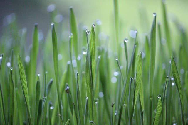 Pourquoi Investir dans un Semoir Agricole Écologique ?