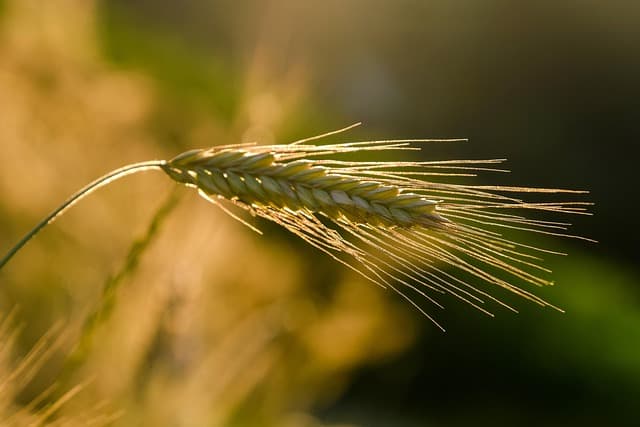 Les Semoirs Agricoles et Leur Impact sur la Durabilité