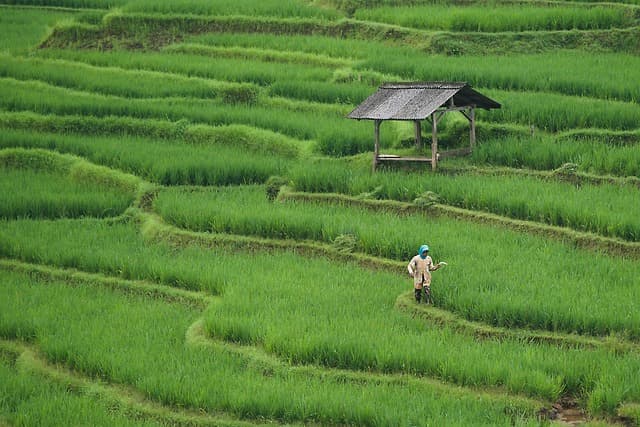 5 Critères Essentiels pour Choisir un Semoir Agricole