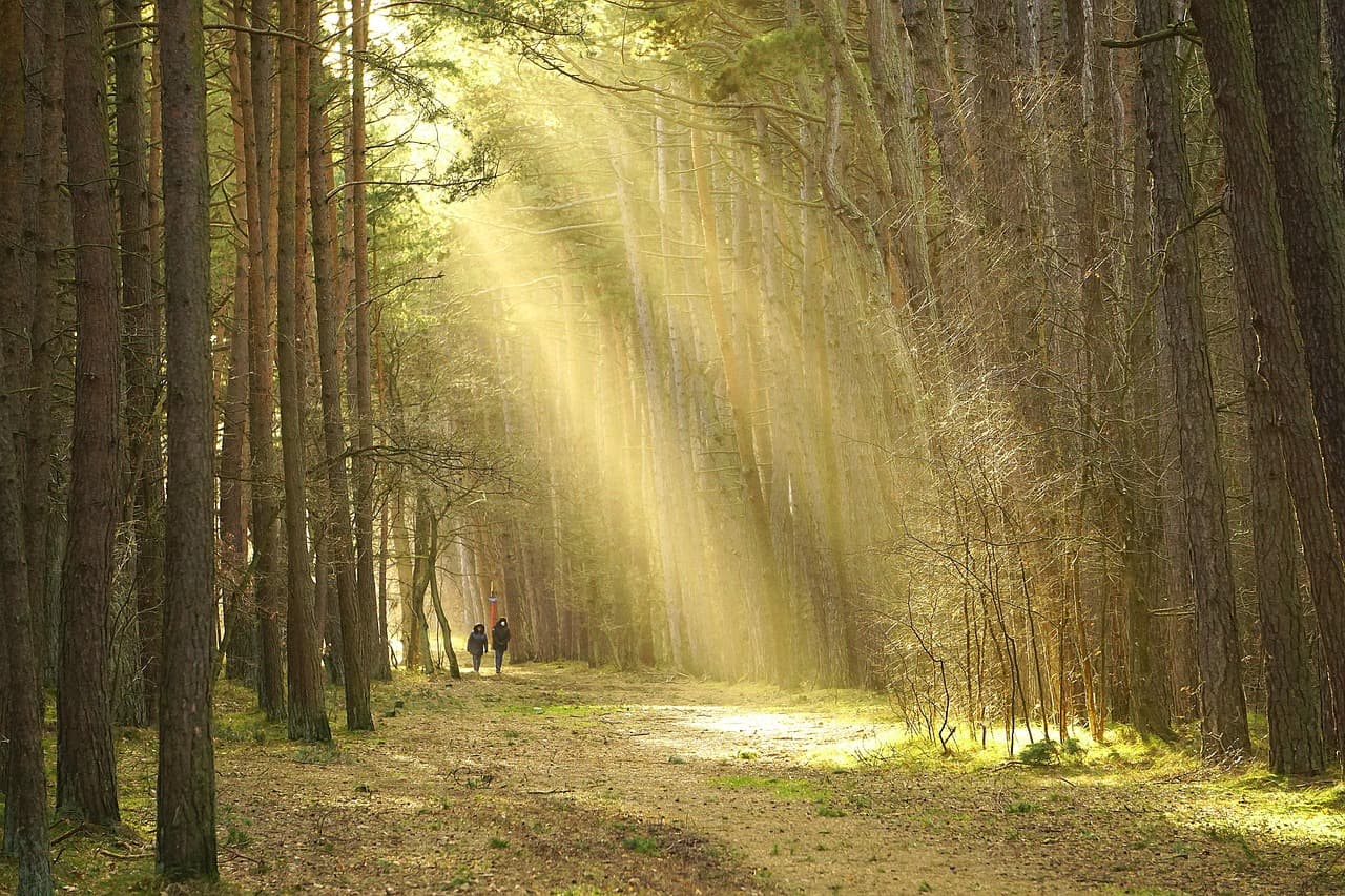 Comment Maximiser le Rendement avec un Semoir Agricole