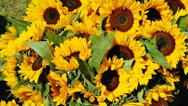 Les Meilles Astuces pour Maximiser l'Efficacité de Votre Semoir Agricole